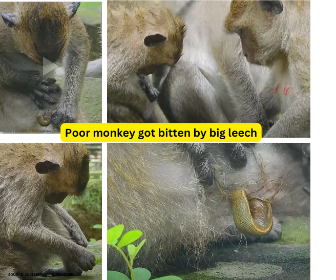 Poor monkey got bitten by big leech