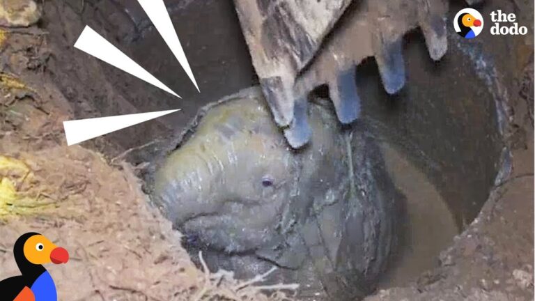 Elephant Mom Crying for Help Leads Rescuers To Her Trapped Baby