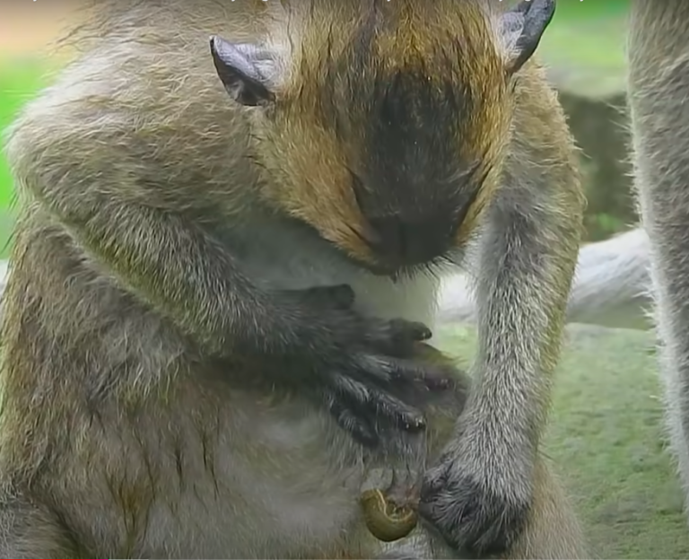 poor monkey Brutus Jr was bitten by big leech, Monkey Brutus Jr crying loudly when leech bite him