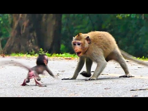 Not bad, Amazing mom training her baby monkey with awesome skill