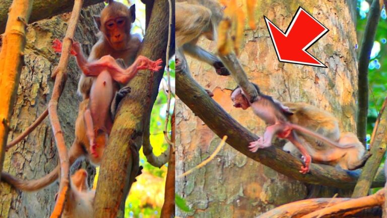 The Cazy Young Monkey Really Wrong Bring Newborn Almost Fall Down To D_ied…! Nature BABY