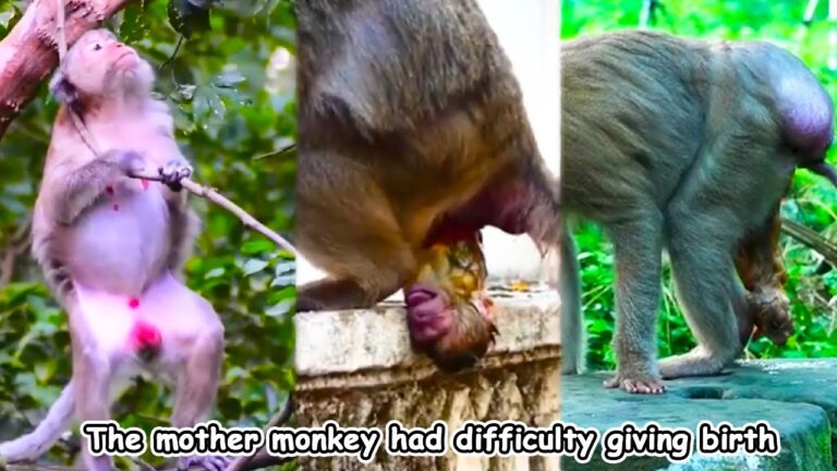 Poor mother monkey! She had a hard time giving birth. Keep it up, mother monkey.