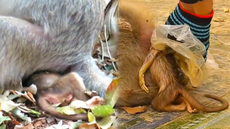 Poor mother monkey can’t give birth to baby monkey, baby monkey is stuck inside mother