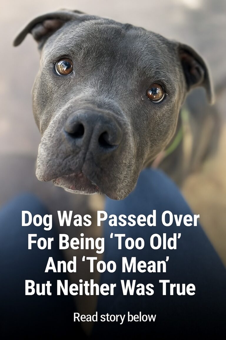 Dog Was Passed Over For Being ‘Too Old’ And ‘Too Mean’ But Neither Was True