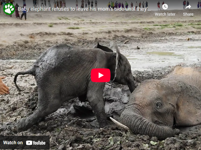 Baby elephant refuses to leave his mom’s side until they’re both free from muddy prison, amazing rescue story