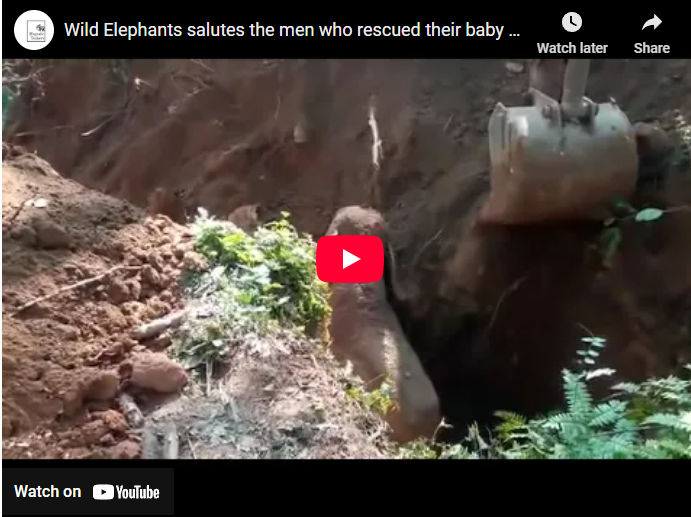 Amazing people : Wild Elephants salutes the men who rescued their baby elephant from a ditch