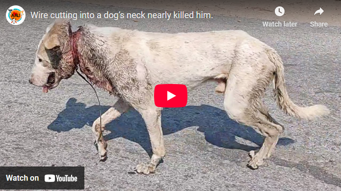 Amazing people saving unfortunate dog, Wire cutting into a dog’s neck nearly killed him.