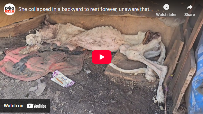 She collapsed in a backyard to rest forever, unaware that her life just began, amazing rescues story
