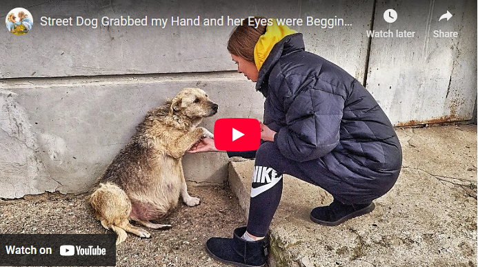 Touching story,  Street Dog Grabbed my Hand and her Eyes were Begging for Help … I couldn’t pass by