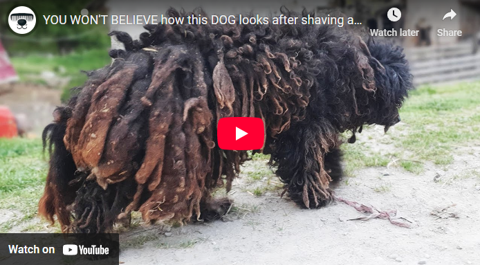 YOU WON’T BELIEVE how this DOG looks after shaving all these dreadlocks, amazing rescue story