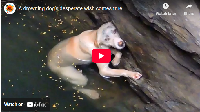 A drowning dog’s desperate wish comes true, amazing rescue story