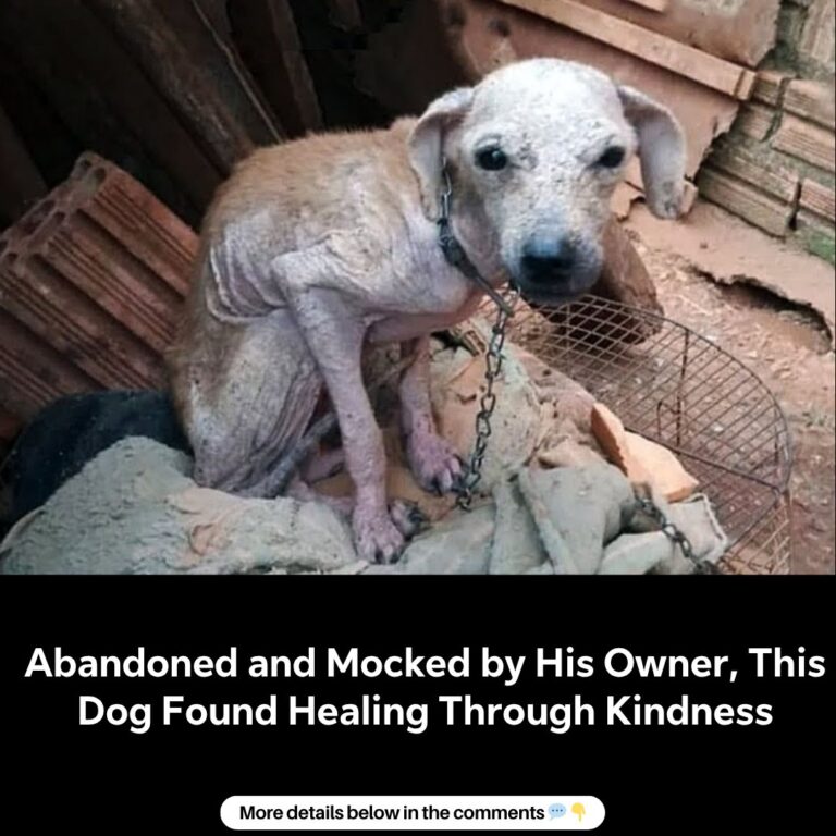 Abandoned and Mocked by His Owner, This Dog Found Healing Through Kindness