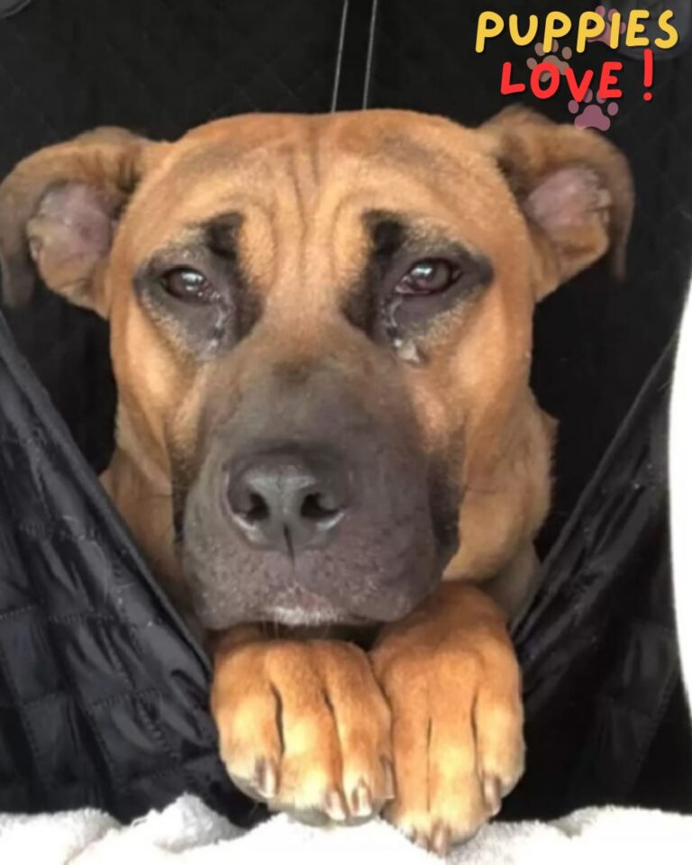 A Faithful Dog Waits for Weeks in an Abandoned House After Being Left Behind by His Family.