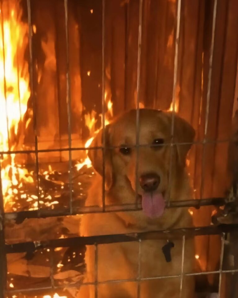 The Bark in the Flames, No one believed a life could survive the fire—until a faint bark broke through the roar of the flames. This is the unforgettable story of a pup who refused to give up, a rescuer who risked everything, and the moment courage turned tragedy into hope.