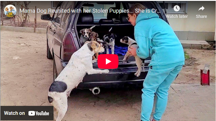 Mama Dog Reunited with her Stolen Puppies… She is Crying from Happiness