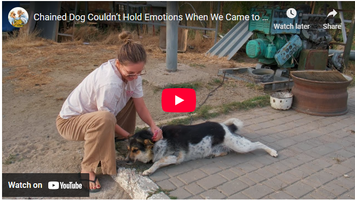 Chained Dog Couldn’t Hold Emotions When We Came to Rescue Her