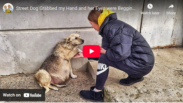 Street Dog Grabbed my Hand and her Eyes were Begging for Help … I couldn’t pass by