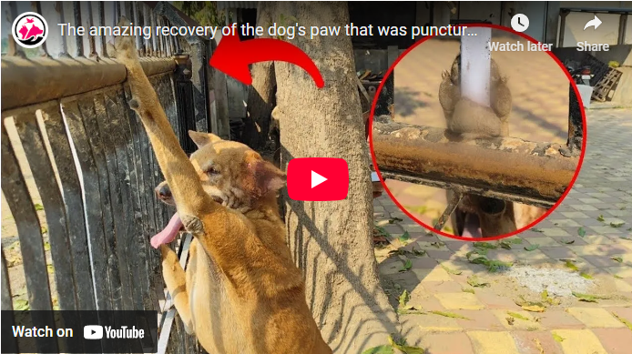 The amazing recovery of the dog’s paw that was punctured by the iron rod of the gate