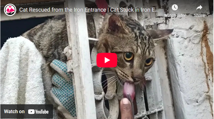 Cat Rescued from the Iron Entrance | Cat Stuck in Iron Entrance