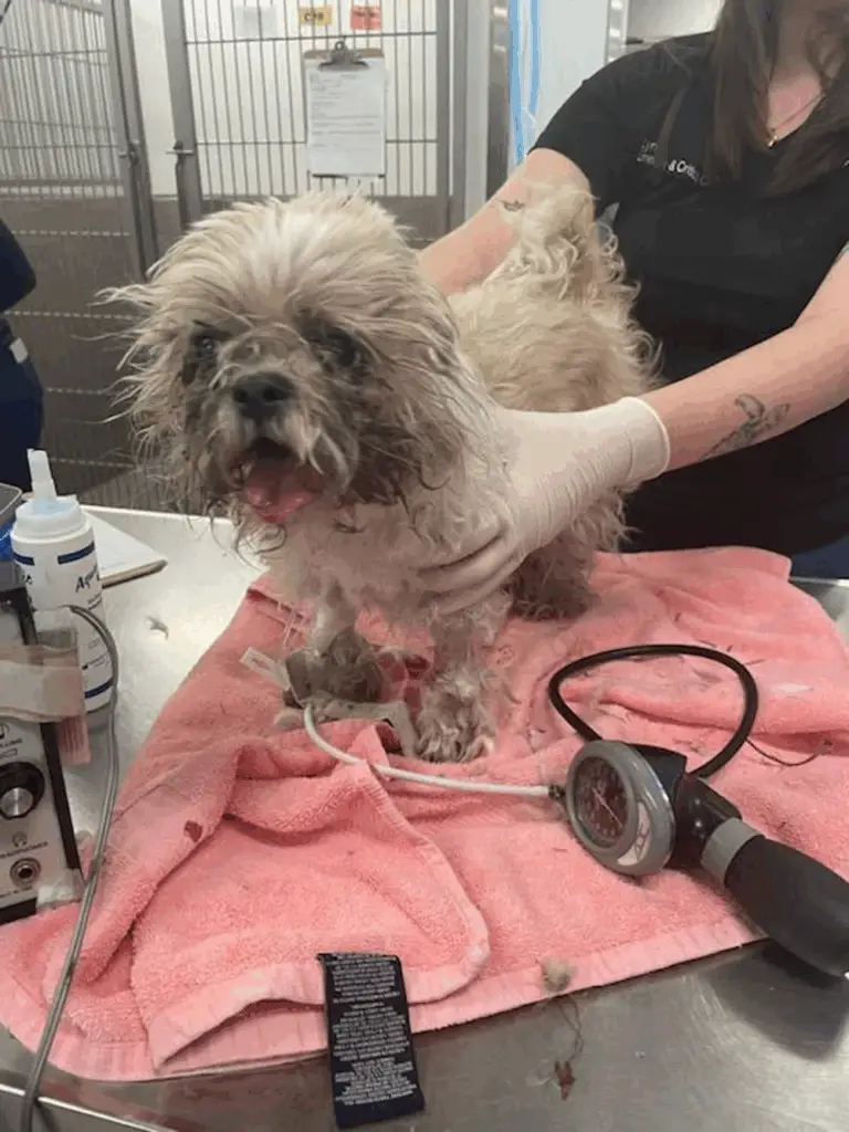 Heartbreaking to Heartwarming: Senior Shih Tzu Survives Neglect at 16