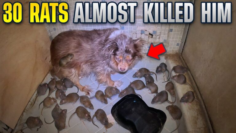 Rats Attack Dog & Homeowner… Twins Rescue!