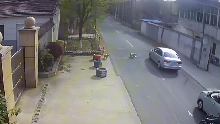 I can’t believe it! Two stray dogs saved this dog’s life!