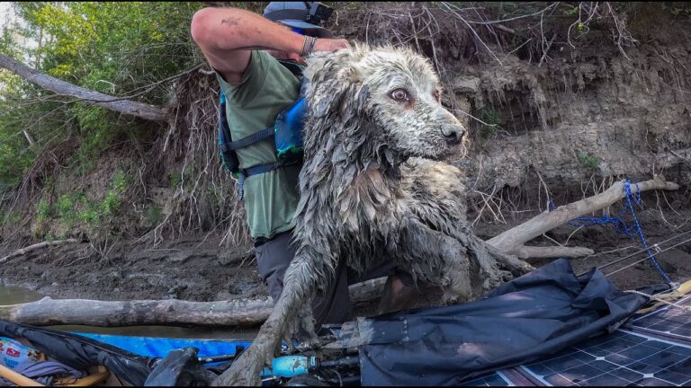 I found a DOG STUCK under a log!!