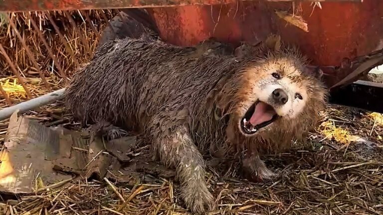 Abandoned and Forsaken: Heartbroken Dog Who Lost Trust but Found Hope