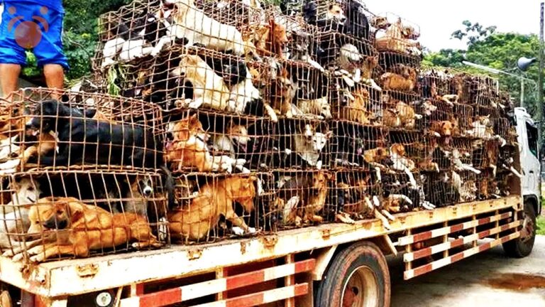 USA Vets Extract 450 Dogs From Korean Dog Meat Farm These Are The Missions of K9 Global Rescue