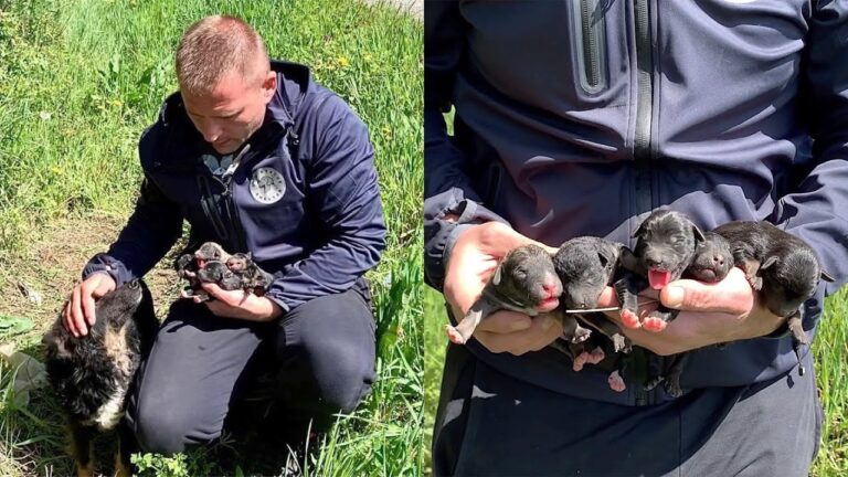 Rescue of abandoned mama dog and her newborn puppies will mealt your heart! Ready for adoption!